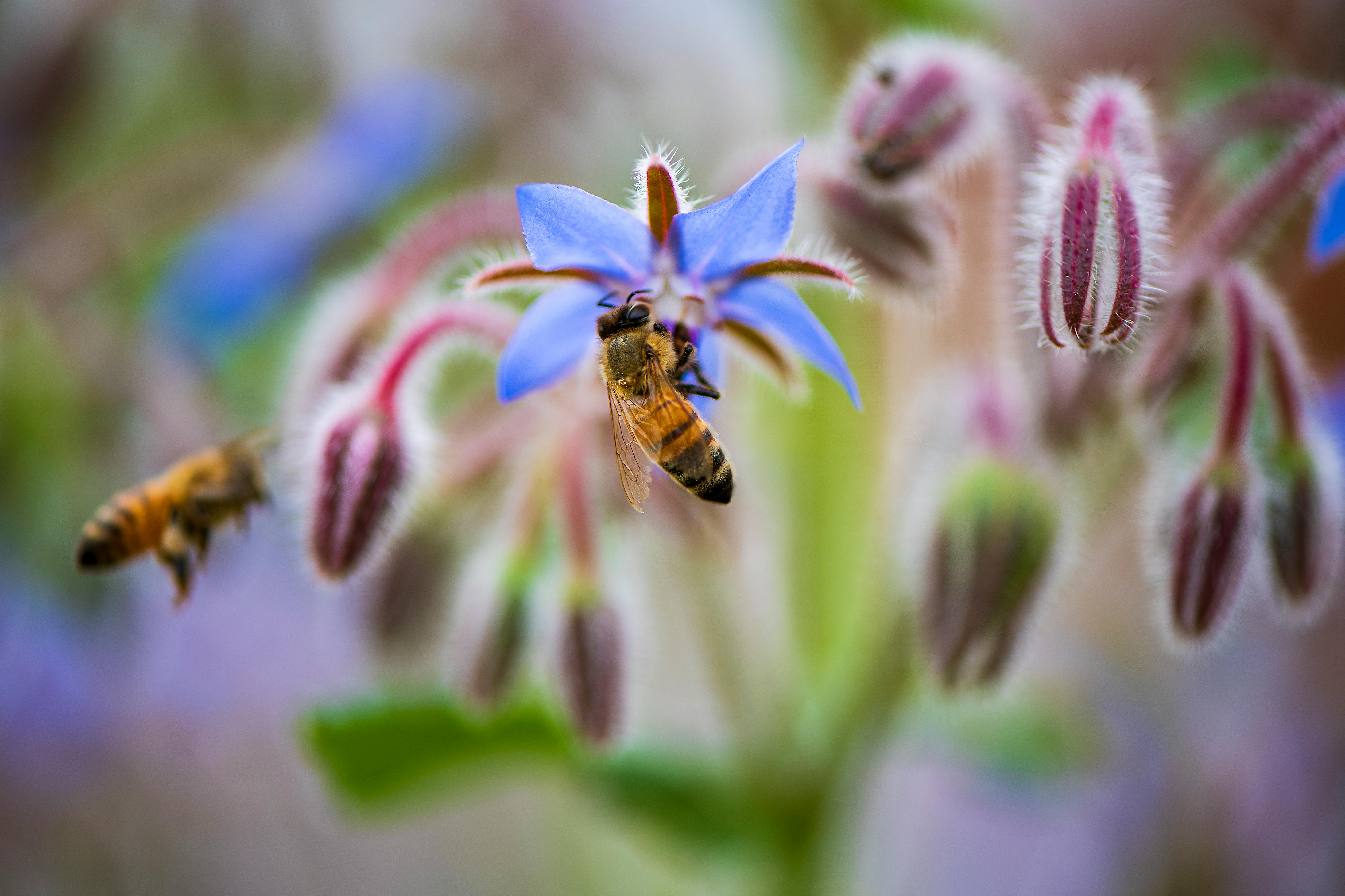 Frédéric Yans qui tient des alvéoles d'abeilles avec plein d’abeilles provenant d'une ruche..