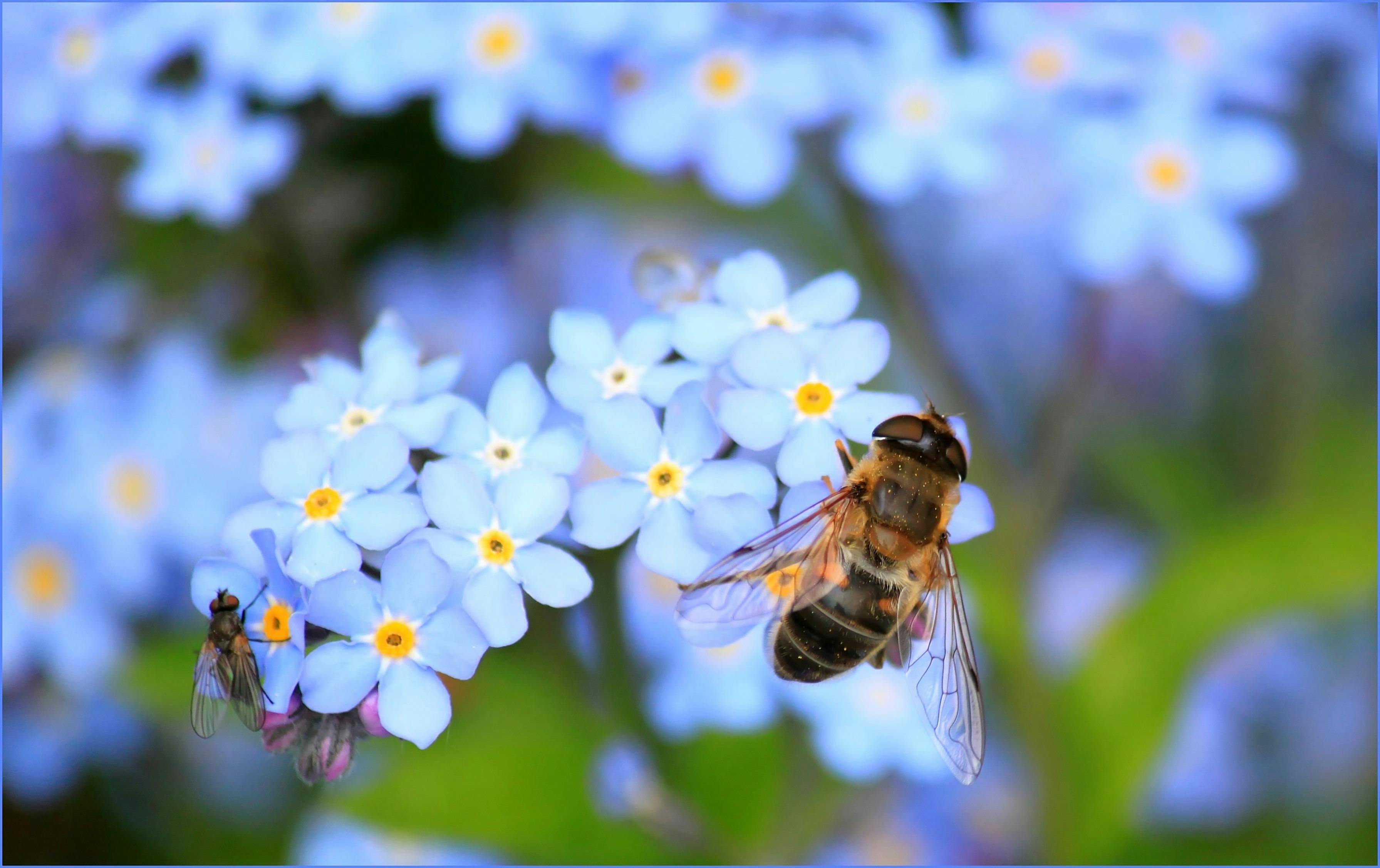 Une abeille qui butine sur des petites fleurs bleues dans la nature.